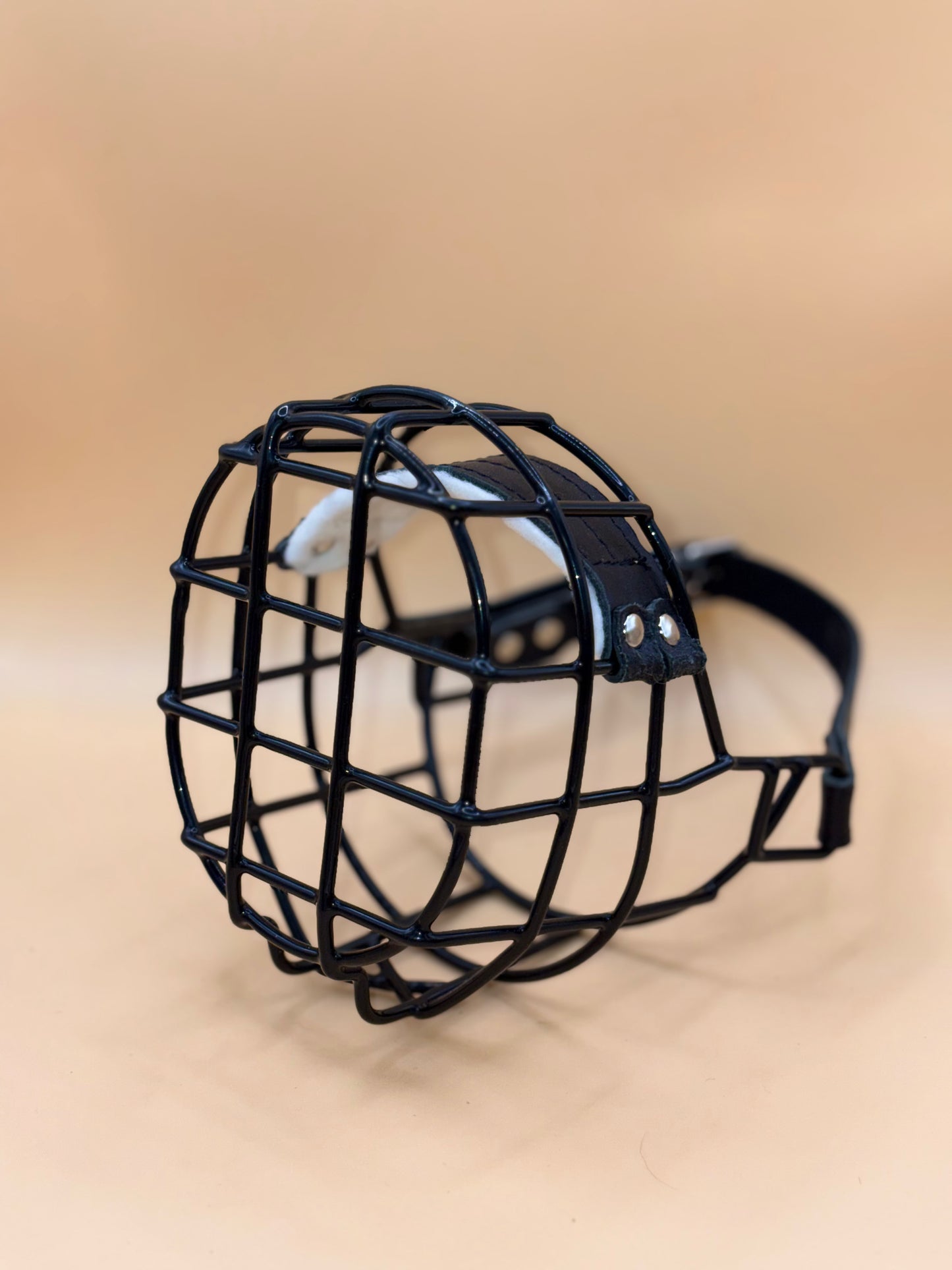 Medium Schnauzer male black - Safety First