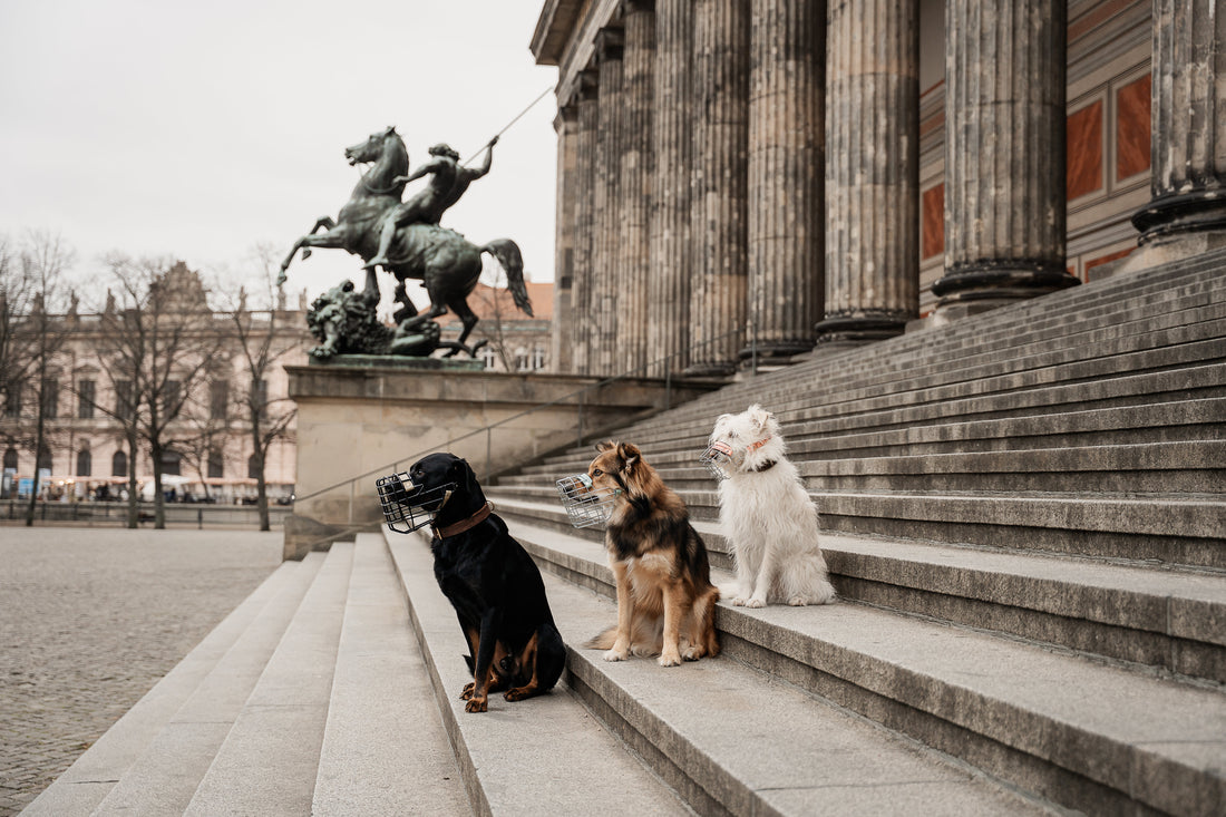 Maulkorb als Tierquälerei? Die Wahrheit über Komfort und Training