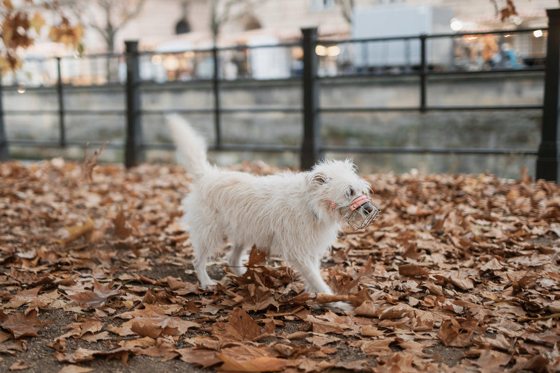 Maulkorbtraining – So gewöhnen Sie Ihren Hund in 14 Tagen an den Maulkorb