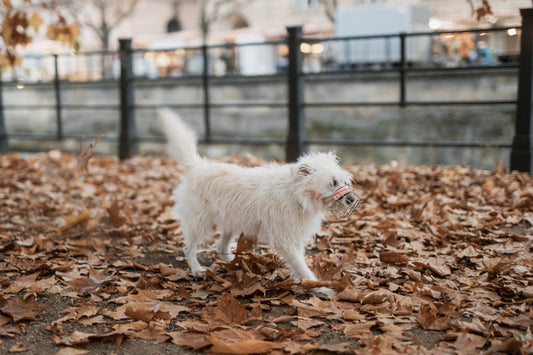 Maulkorbtraining – So gewöhnen Sie Ihren Hund in 14 Tagen an den Maulkorb