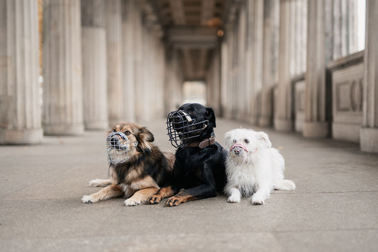 Warum trägt dieser Hund einen Maulkorb? 7 überraschende Gründe